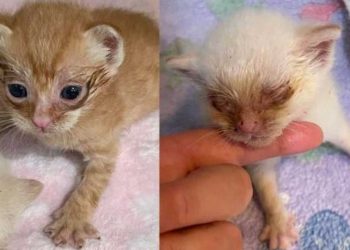 entendit grincements deux chatons boîte