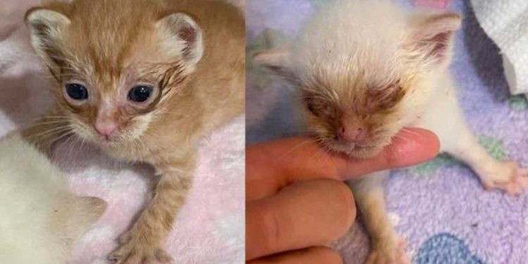 Il entendit des grincements derrière la maison. Il y avait deux chatons dans la boîte, aucun d'eux n'aurait dû avoir un tel début de vie 1 entendit grincements deux chatons boîte