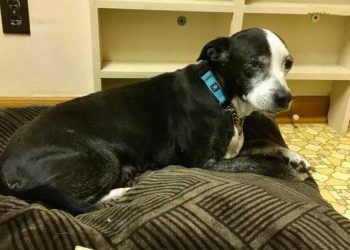 famille amené chienne âgée vétérinaire euthanasier