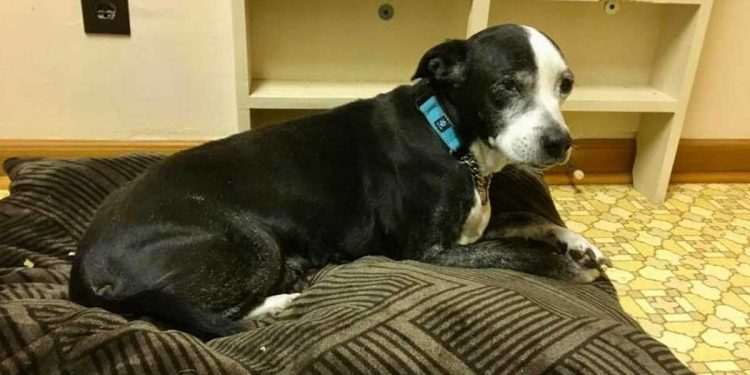 famille amené chienne âgée vétérinaire euthanasier