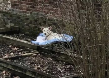 femme sort jardin voit chien dormir