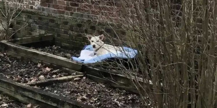 Une femme sort au jardin et voit "quelqu'un" dormir dans son parterre de fleurs 1 femme sort jardin voit chien dormir