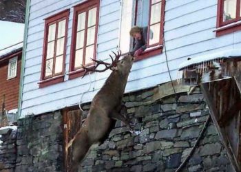 gens aide cerf vient maison frappe fenêtre