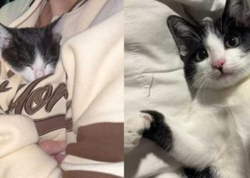 histoire Venise un chaton attaché palmier