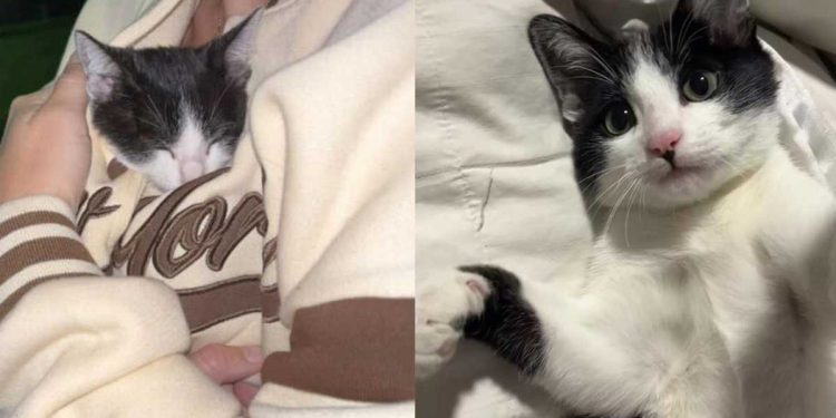 histoire Venise un chaton attaché palmier