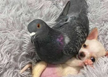 histoire amour insolite pigeon chihuahua