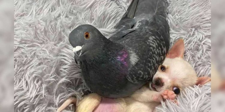 histoire amour insolite pigeon chihuahua