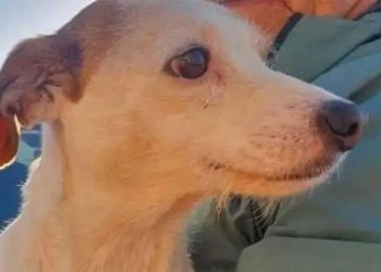 histoire chien sauvé vasière saucisse drone