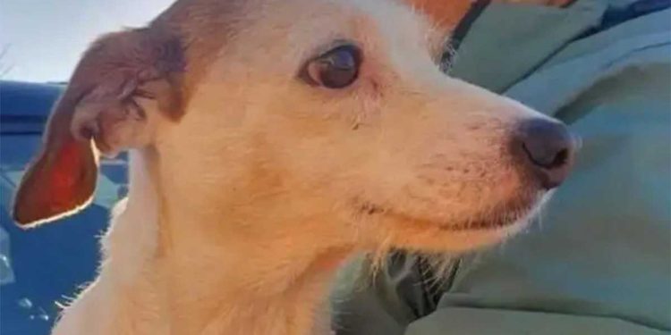 histoire chien sauvé vasière saucisse drone