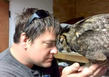 homme sauvé hibou blessé réaction ému