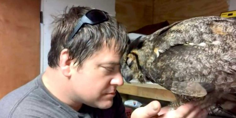 homme sauvé hibou blessé réaction ému