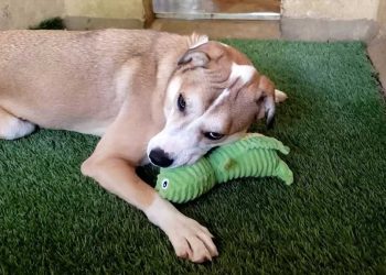 homme visité refuge mois but précis