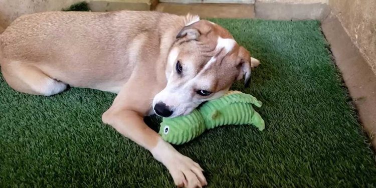 homme visité refuge mois but précis