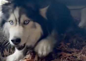 husky coincé égout pluvial