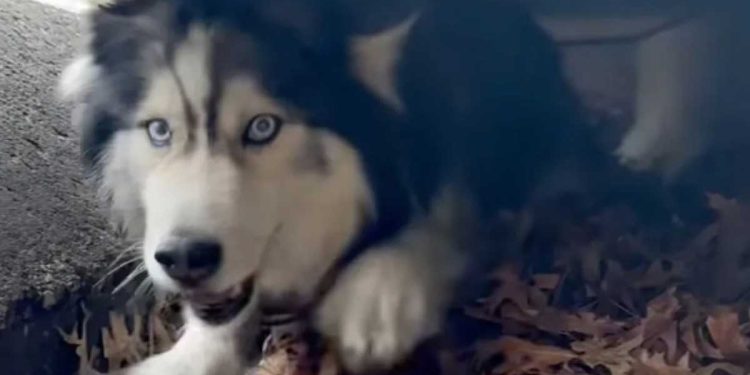 husky coincé égout pluvial