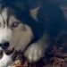 Un husky coincé dans un égout pluvial est sauvé de façon spectaculaire et retrouve sa famille ! 5 husky coincé égout pluvial