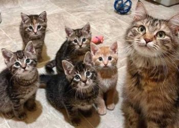 mère chatte abandonnée refuge miracle Noël