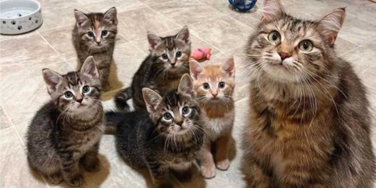 Ce n'était pas facile pour la mère chatte, elle s’est retrouvée abandonnée dans un refuge avec des chatons. 100 jours se sont écoulés et le miracle de Noël s'est réalisé 1 mère chatte abandonnée refuge miracle Noël