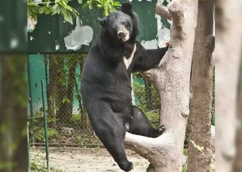 ours va survivre perdu pattes