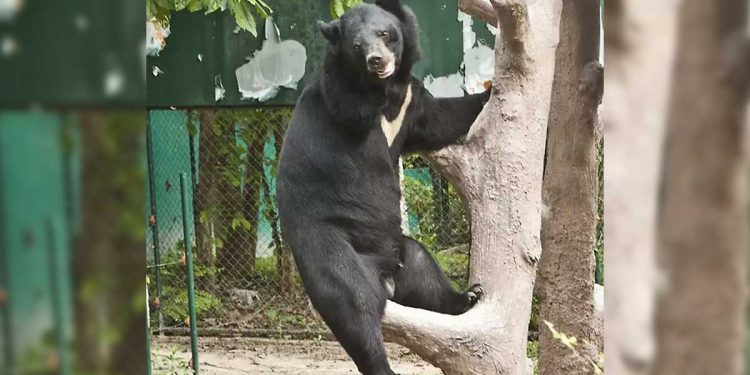 ours va survivre perdu pattes