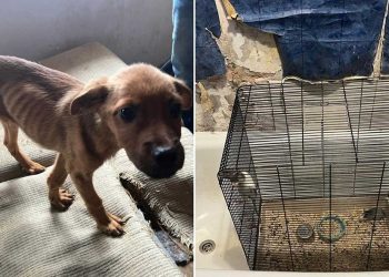 pompiers animaux vivaient un enfer