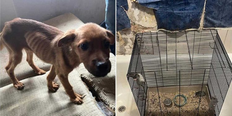 pompiers animaux vivaient un enfer