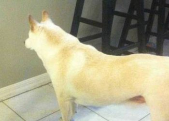 pourquoi chien regardait mur pendant heures