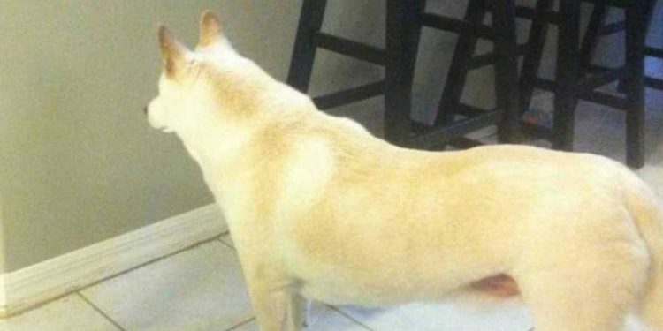 Ils se demandaient pourquoi le chien regardait le mur pendant des heures. Seule la caméra a révélé la vérité 1 pourquoi chien regardait mur pendant heures