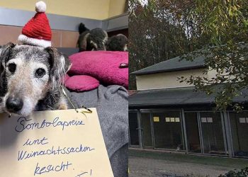 refuge animaux reçoit boîte note émotionnelle