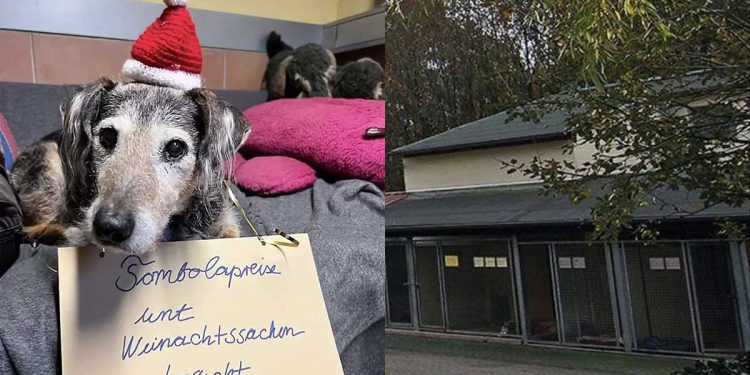 refuge animaux reçoit boîte note émotionnelle