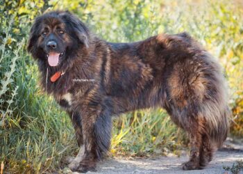 Berger du Caucase 2 Berger du Caucase