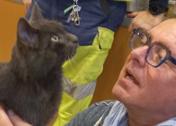 Charente-Maritime chat retrouve maître après quatre mois