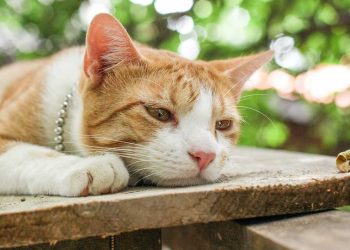 Il a dû dire au revoir chat bien-aimé