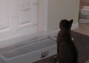 Il pensait pouvoir déjouer le chat