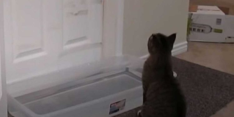 Il pensait pouvoir déjouer le chat, mais il avait tort. Vous ne sous-estimerez plus jamais l'intelligence de votre chat 1 Il pensait pouvoir déjouer le chat