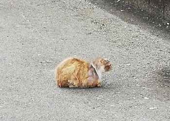 chat errant cachait montré vrai visage