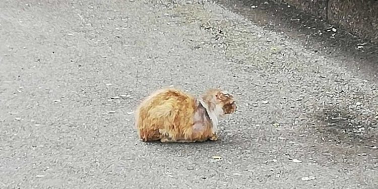 Ils ne savaient pas ce que le chat errant cachait au monde. Il a montré son vrai visage 6 mois plus tard 1 chat errant cachait montré vrai visage