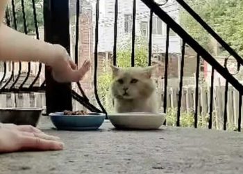 Le chat a attendu des mois dans la rue