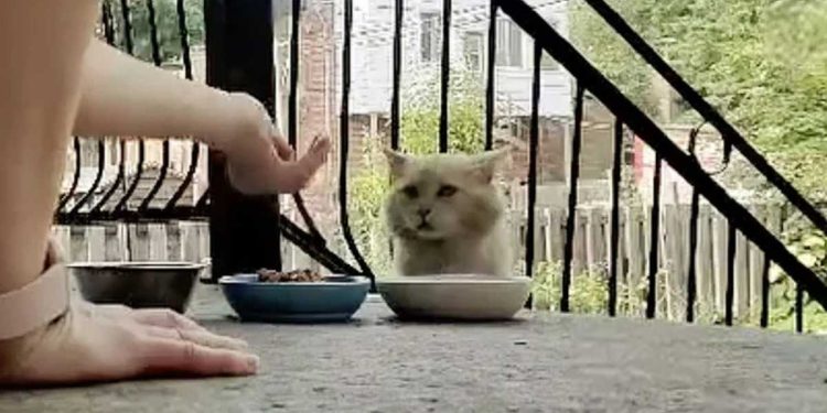 Le chat a attendu des mois dans la rue que quelqu'un s'intéresse à lui. Finalement, il a choisi la maison lui-même 1 Le chat a attendu des mois dans la rue