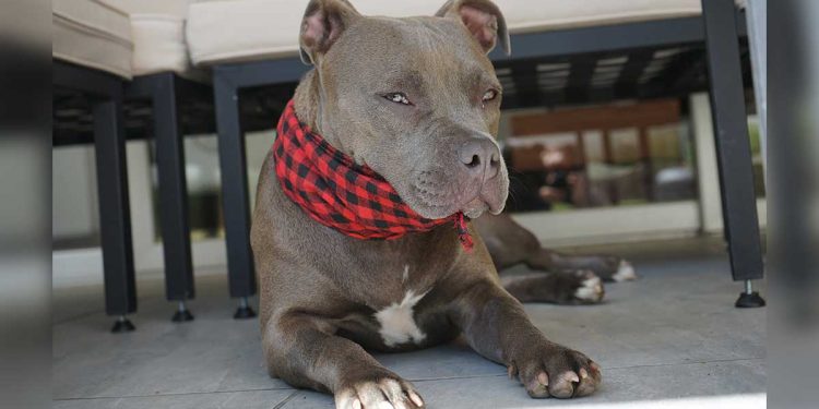 Que faut-il savoir sur les pitbulls ? 1 Que faut-il savoir sur les pitbulls