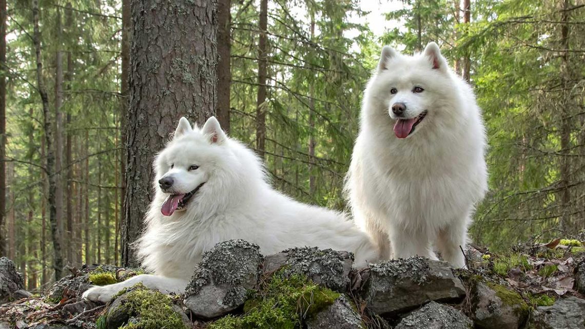 Tous les types de Spitz