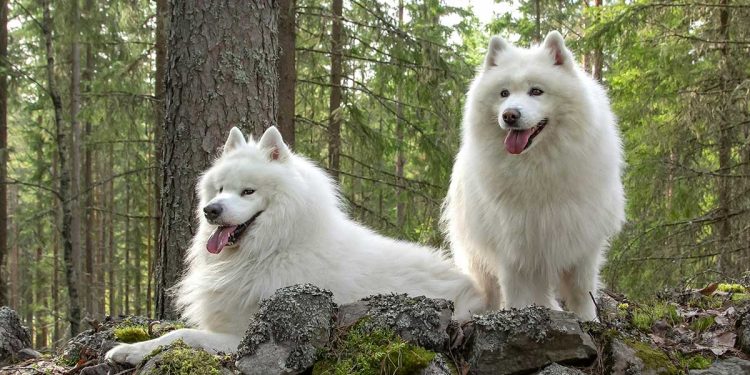 Tous les types de Spitz