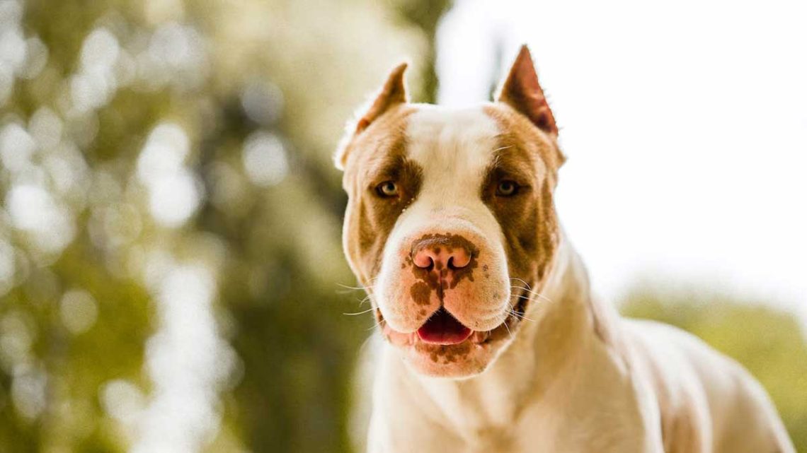 Tout sur les pitbulls et les enfants