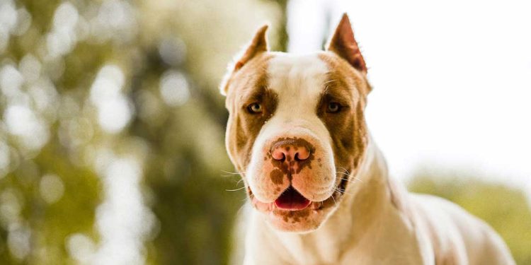 Tout sur les pitbulls et les enfants