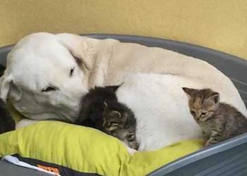 Wendy Labrador allaité six chatons abandonnés