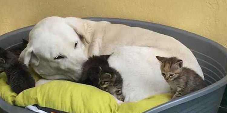 Wendy Labrador allaité six chatons abandonnés