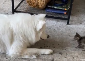 adorable réaction Samoyède rencontre chaton