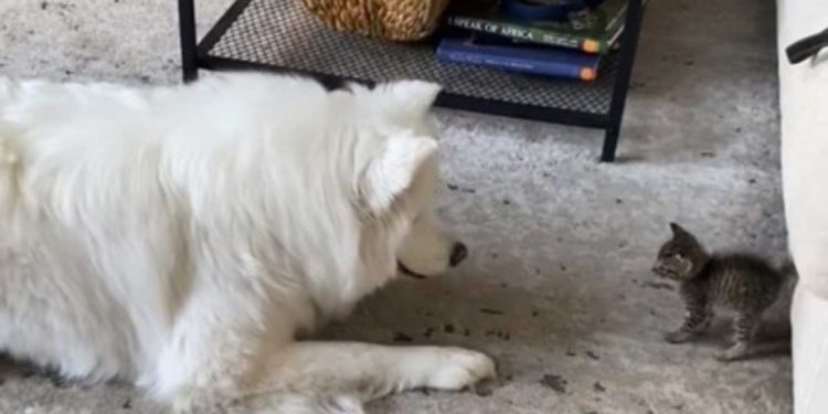 adorable réaction Samoyède rencontre chaton