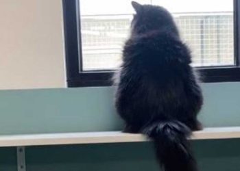 appelé refuge avec demande inhabituelle