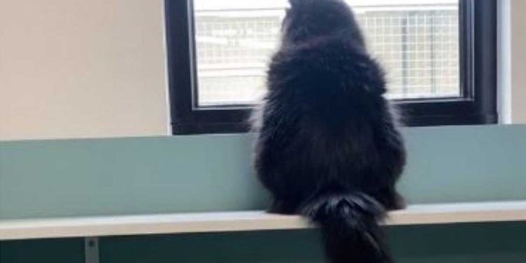 appelé refuge avec demande inhabituelle